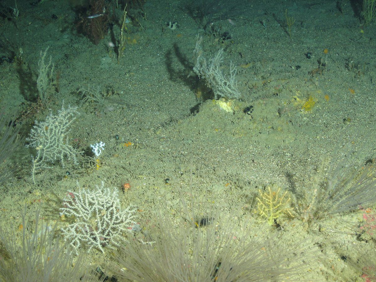 gbif image for Villogorgia nigrescens