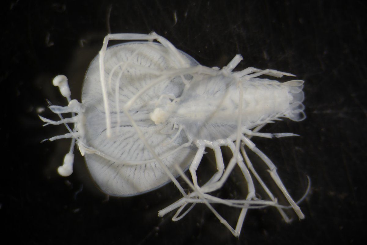 gbif image for Scyllarus chacei