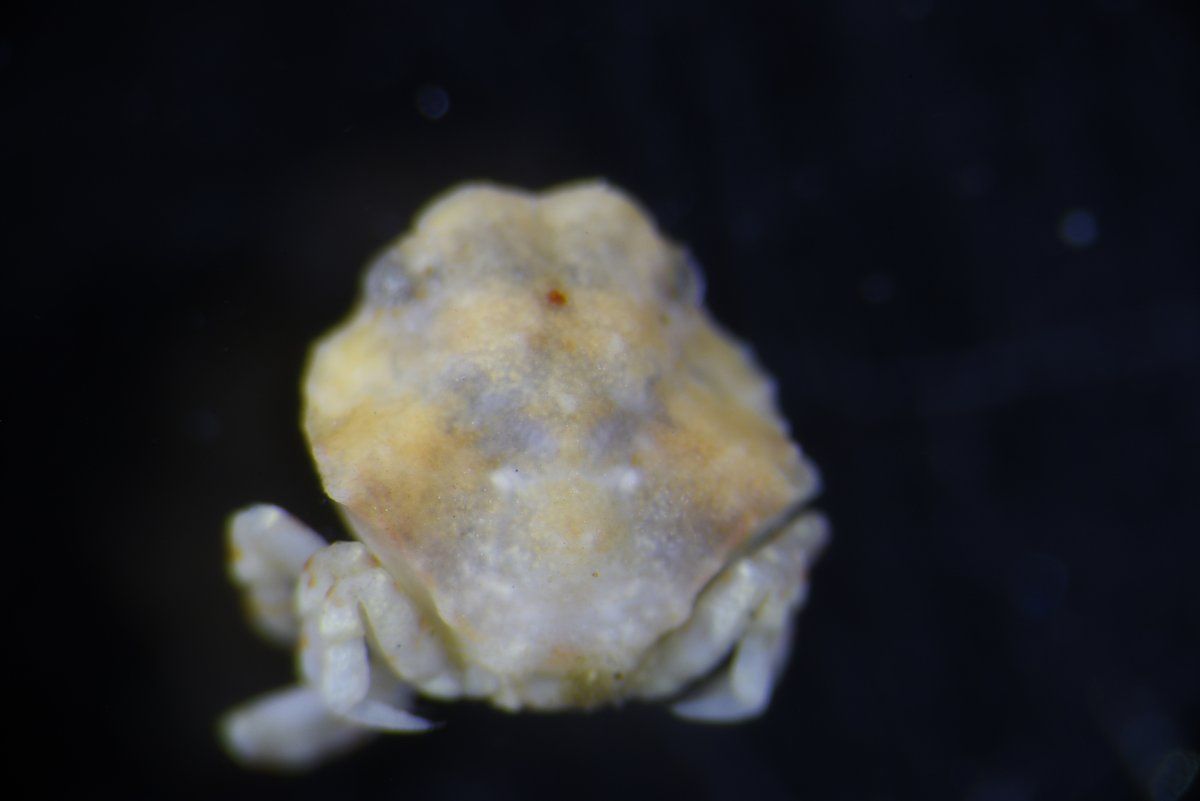 gbif image for Osachila tuberosa