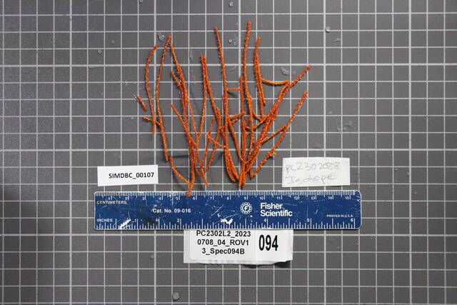 gbif image for Lophogorgia cardinalis