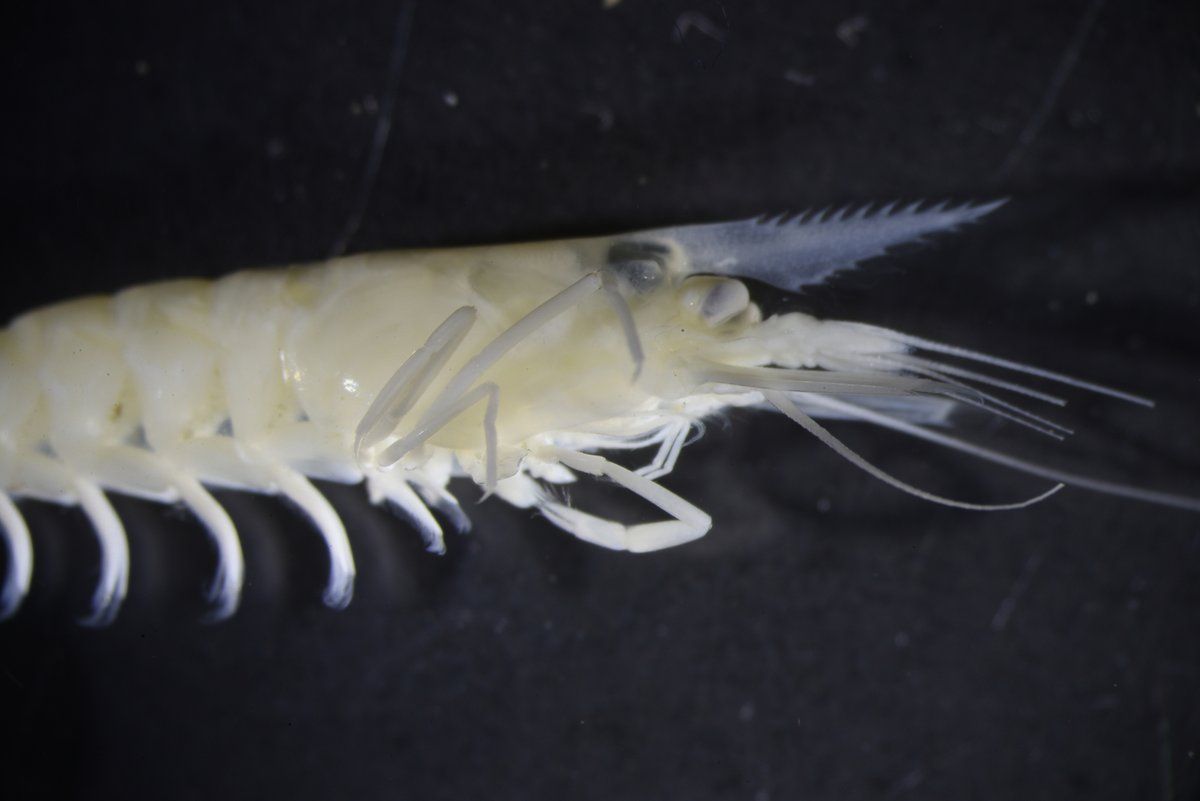 gbif image for Anchistioides antiguensis