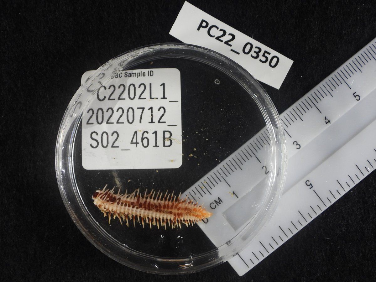 gbif image for Luidia sagamina