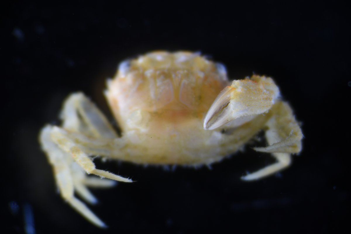 gbif image for Micropanope sculptipes