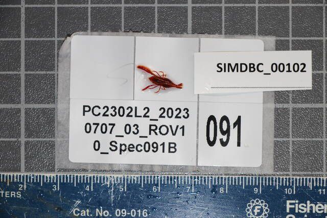 gbif image for Lipkebe holthuisi