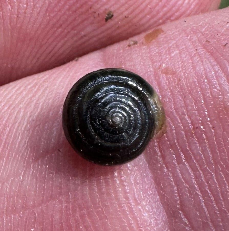 gbif image for Ventridens pilsbryi