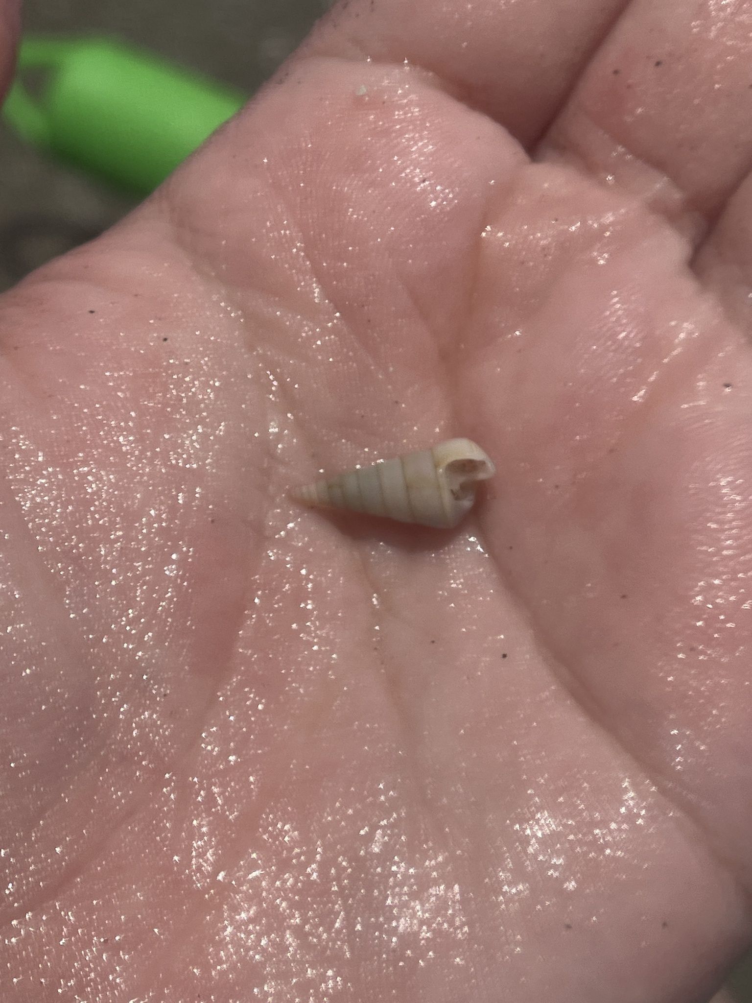 gbif image for Niso aeglees