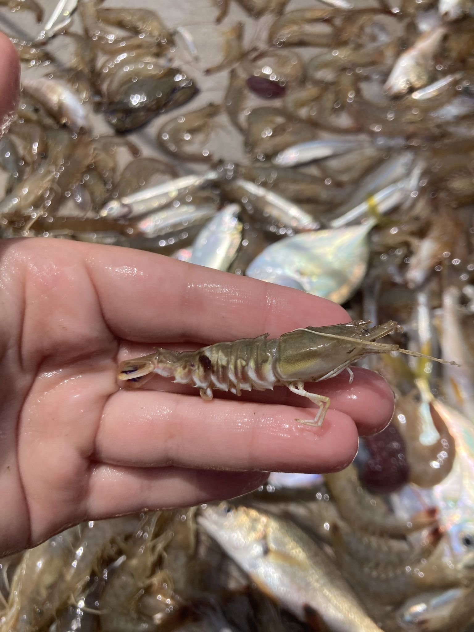 gbif image for Sicyonia dorsalis