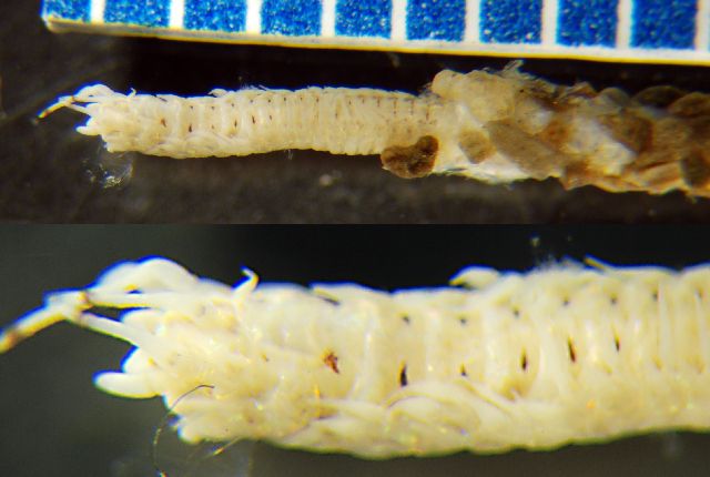 gbif image for Onuphis nebulosa