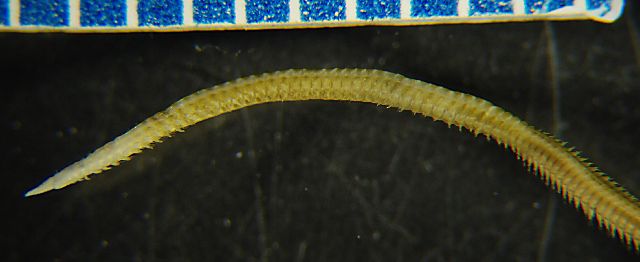 gbif image for Goniada littorea