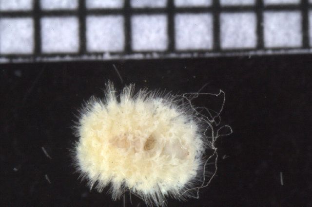 gbif image for Euphrosine armadillo