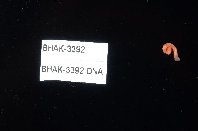 gbif image for Schistomeringos longicornis