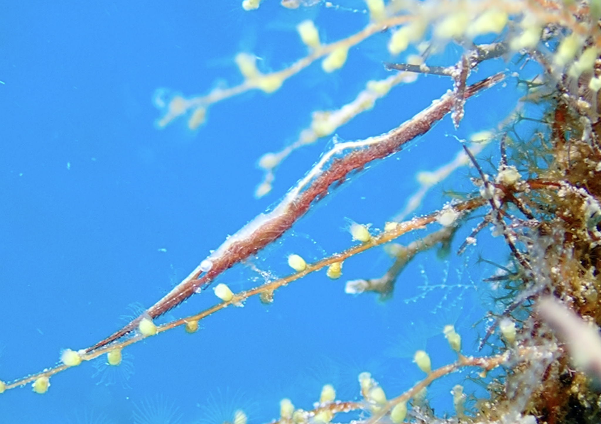 gbif image for Tozeuma serratum