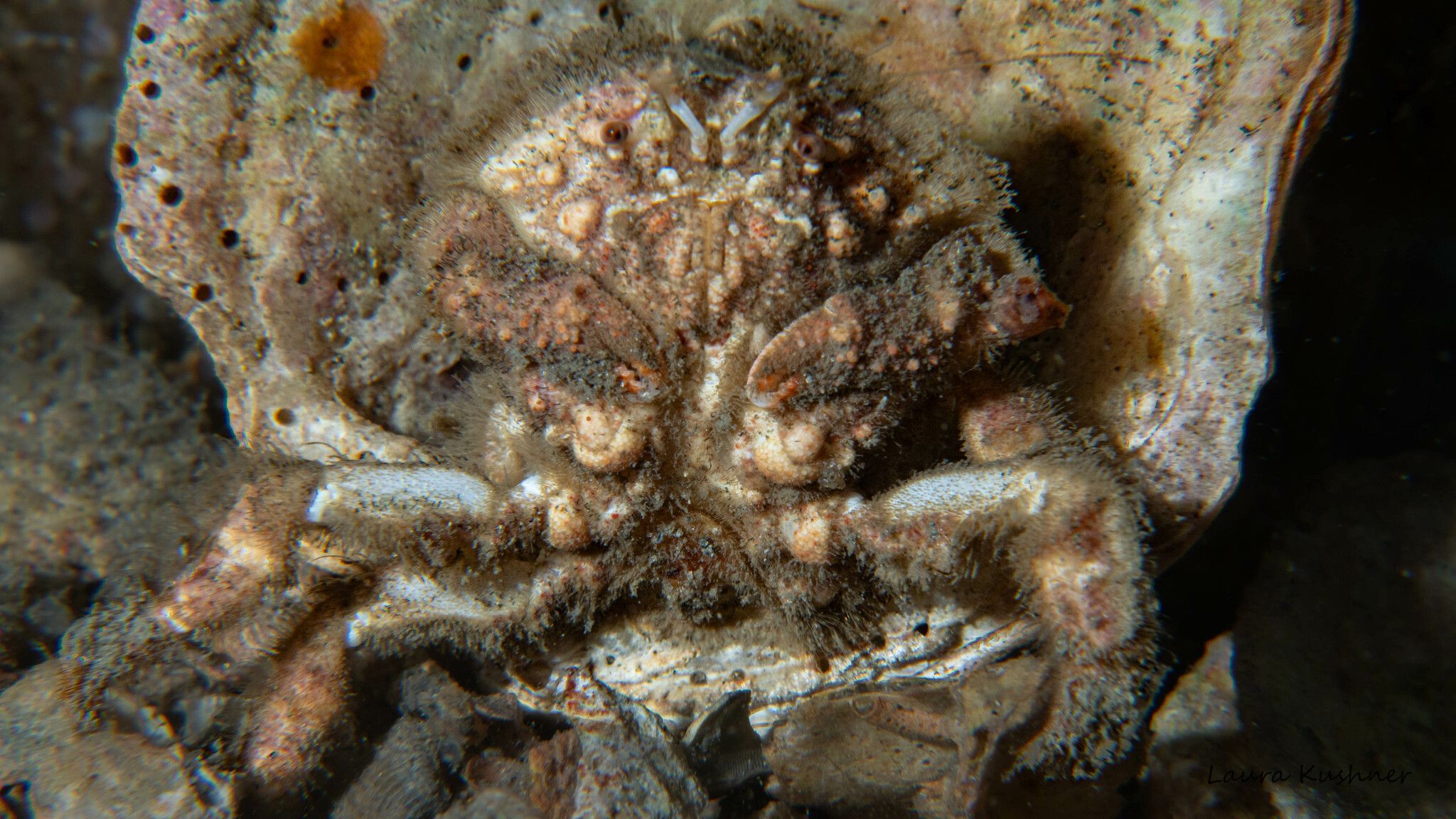 gbif image for Hypoconcha sabulosa