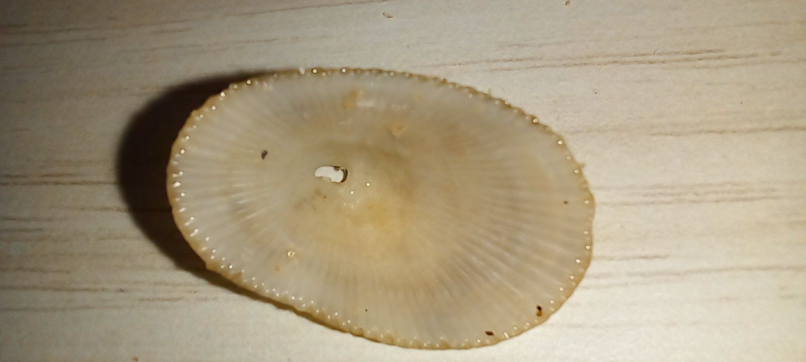 gbif image for Diodora sayi