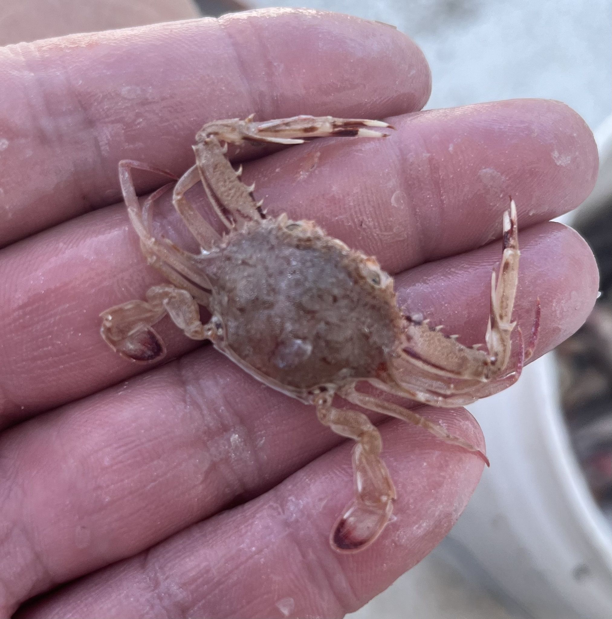 gbif image for Portunus spinicarpus