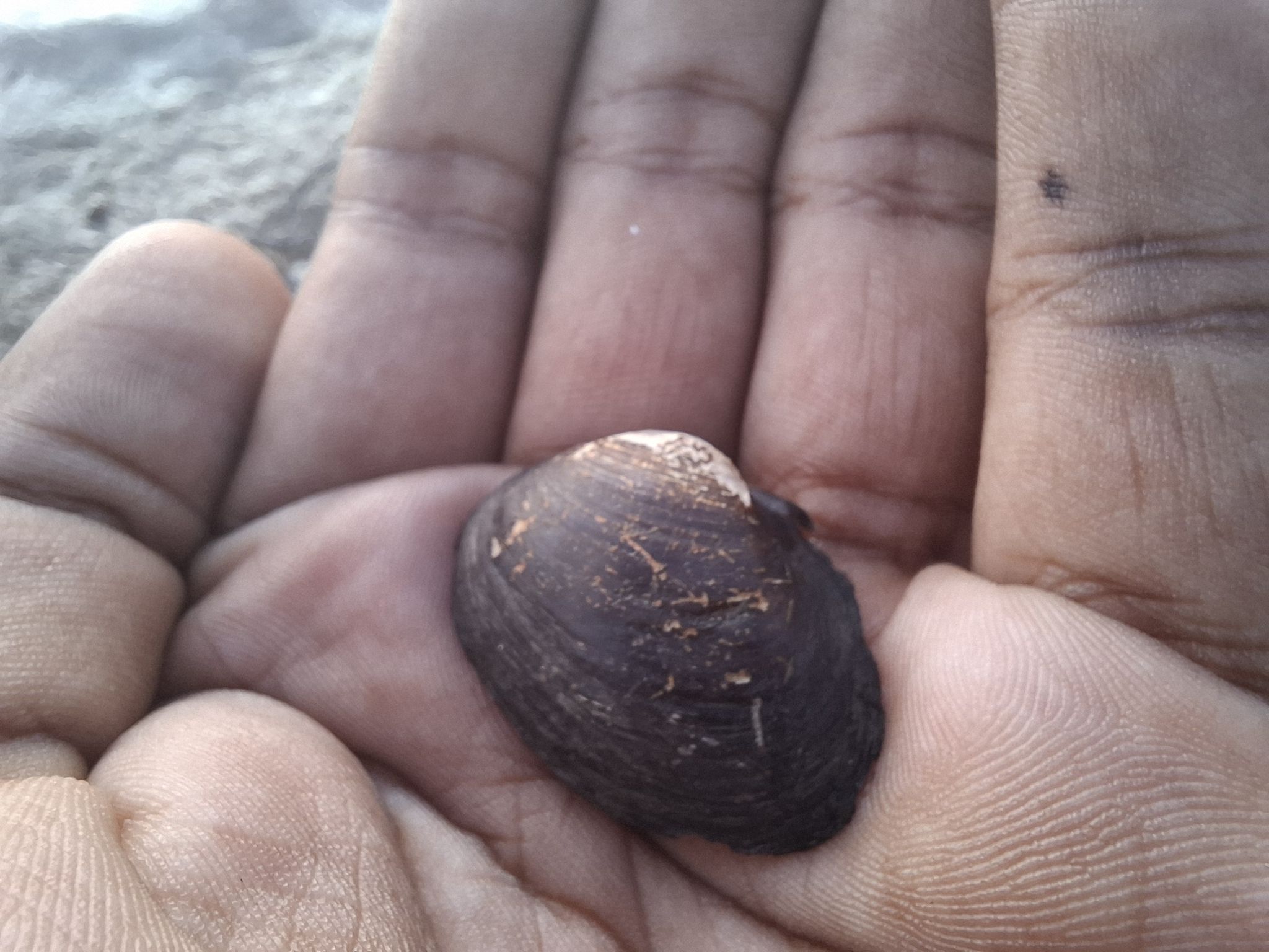 gbif image for Parreysia corrugata