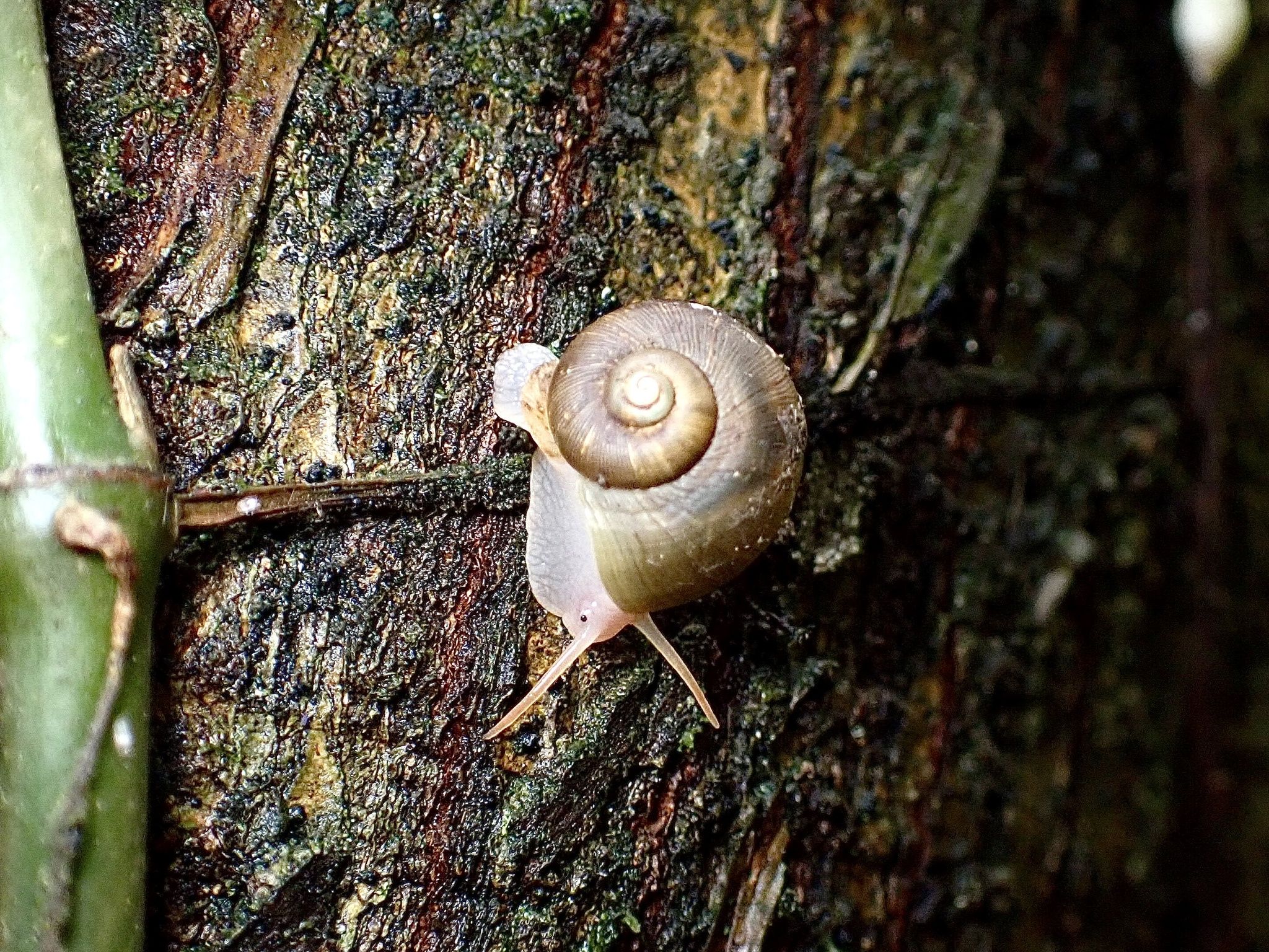 gbif image for Neocyclotus dysoni