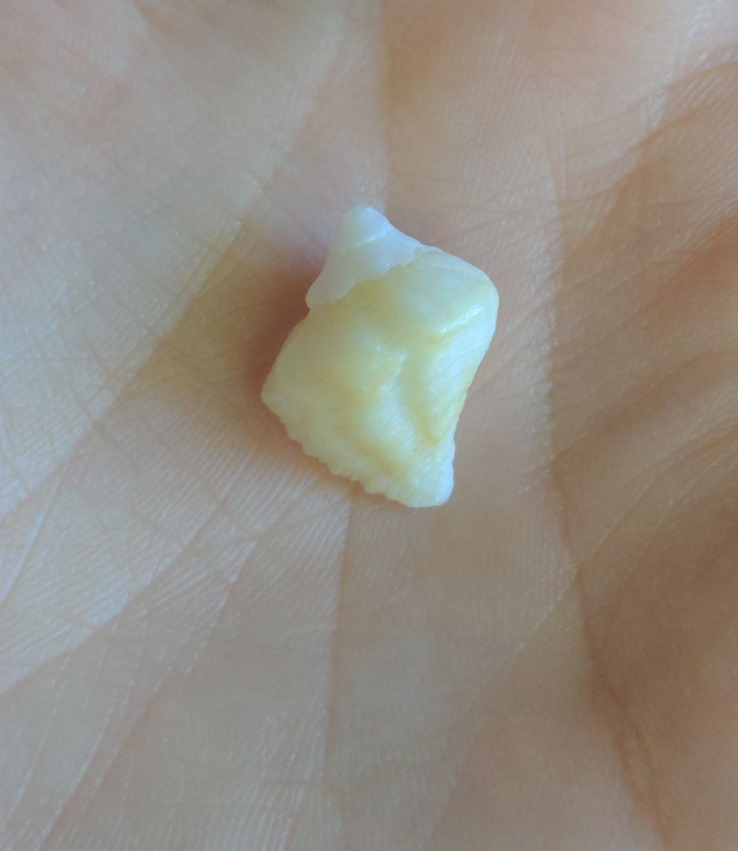 gbif image for Coralliophila caribaea