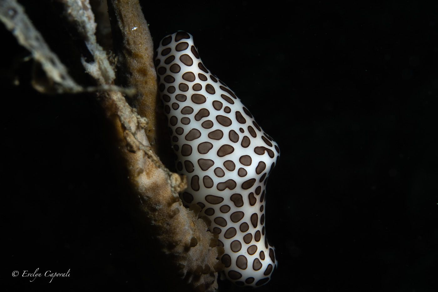 gbif image for Cyphoma mcgintyi