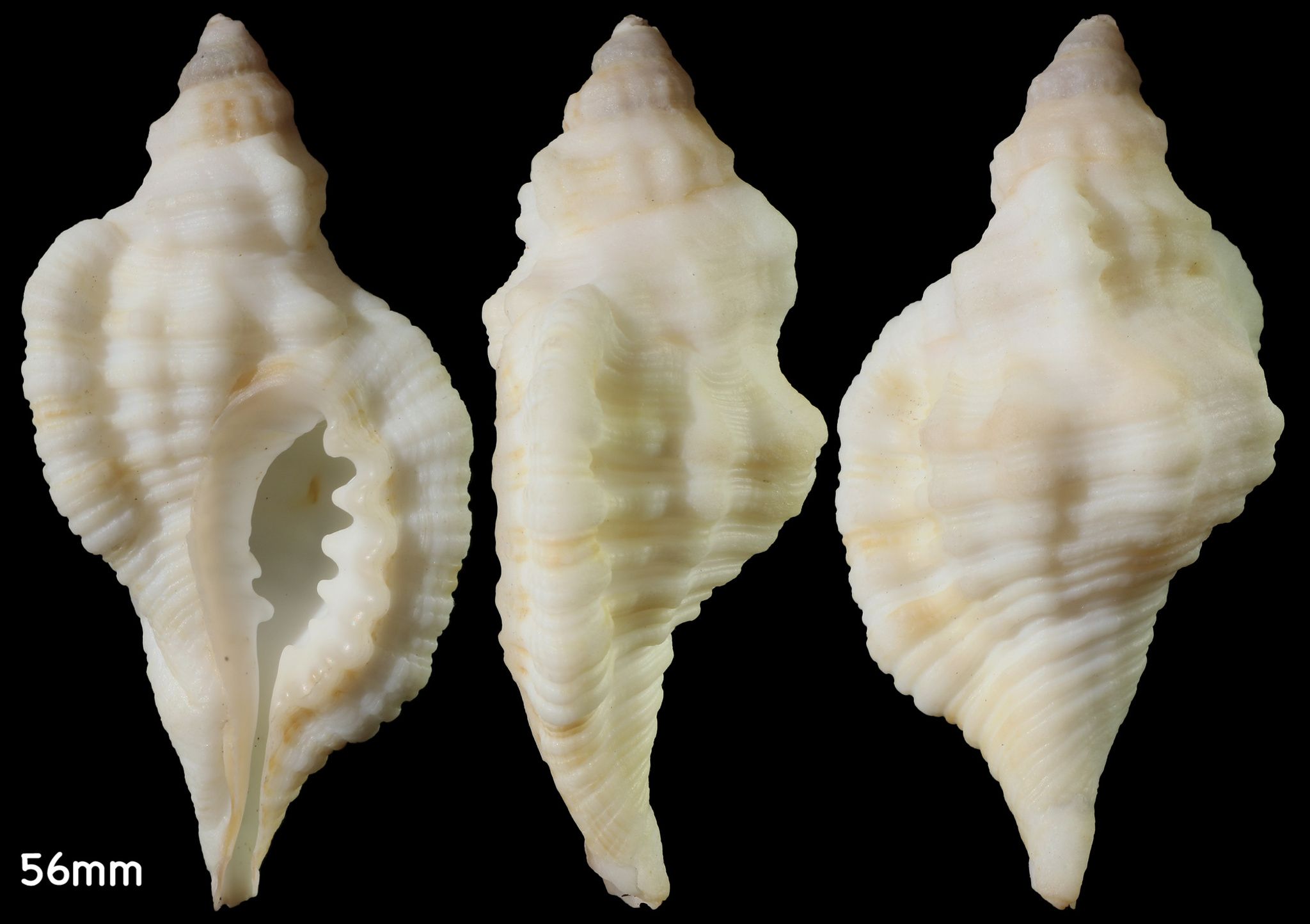 gbif image for Cymatium krebsi