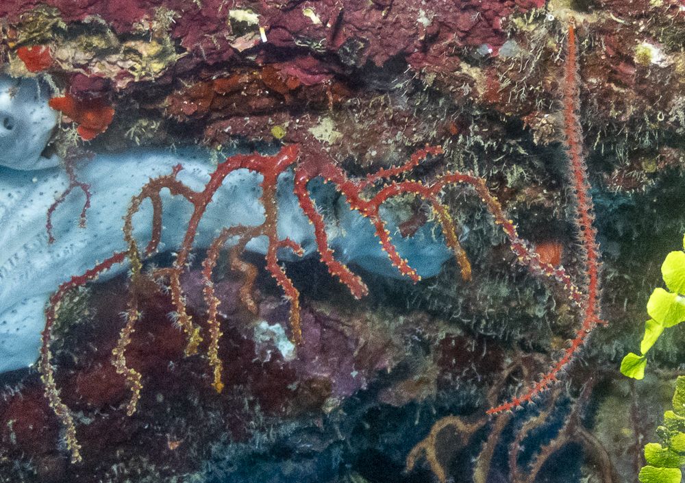 gbif image for Diodogorgia nodulifera