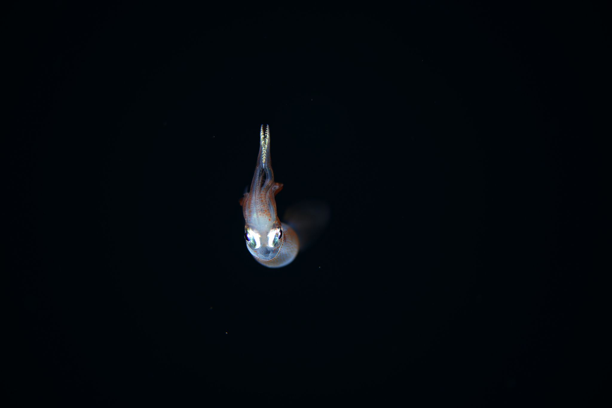 gbif image for Onychoteuthis banksii