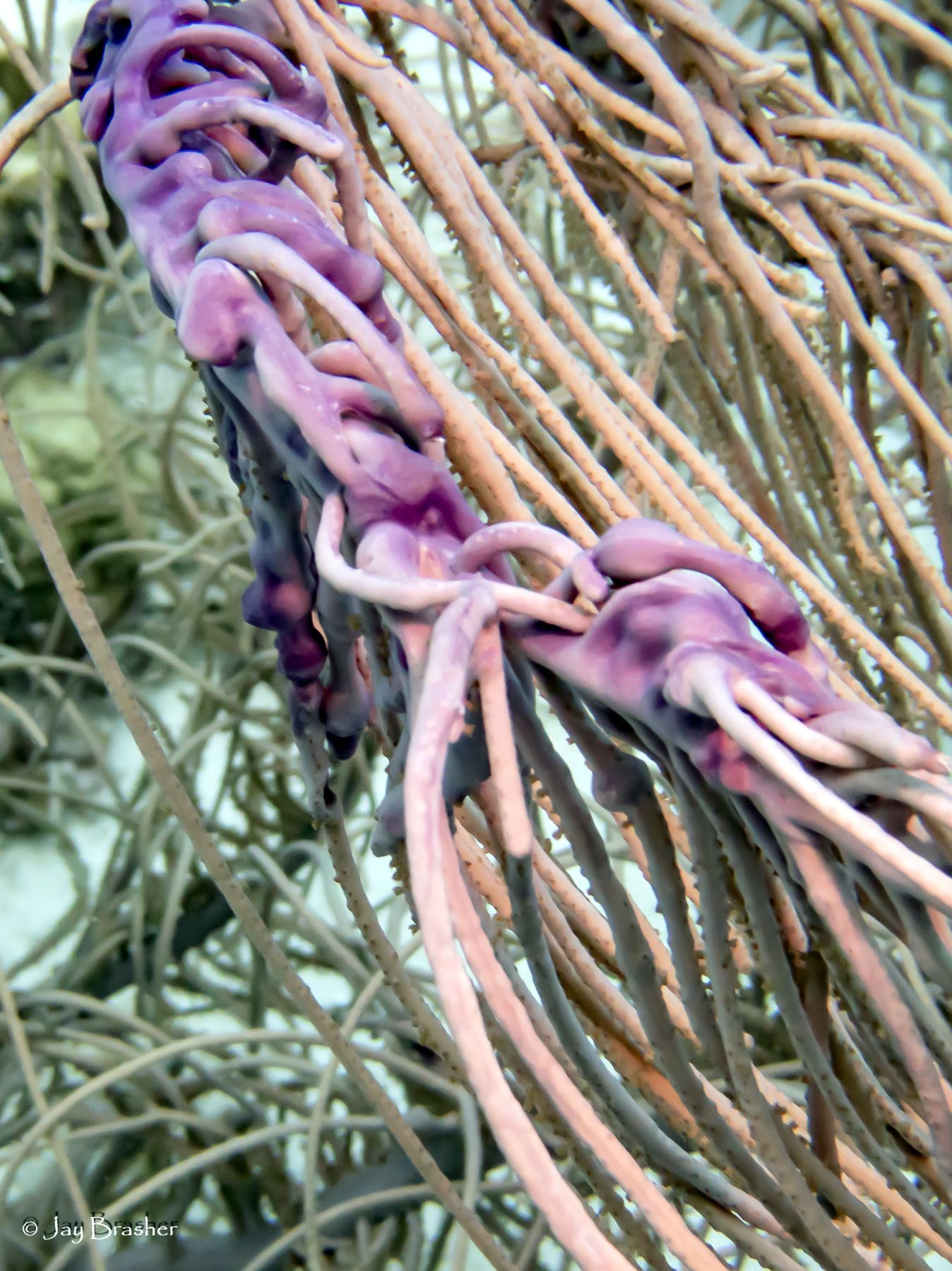 gbif image for Pseudopterogorgia acerosa