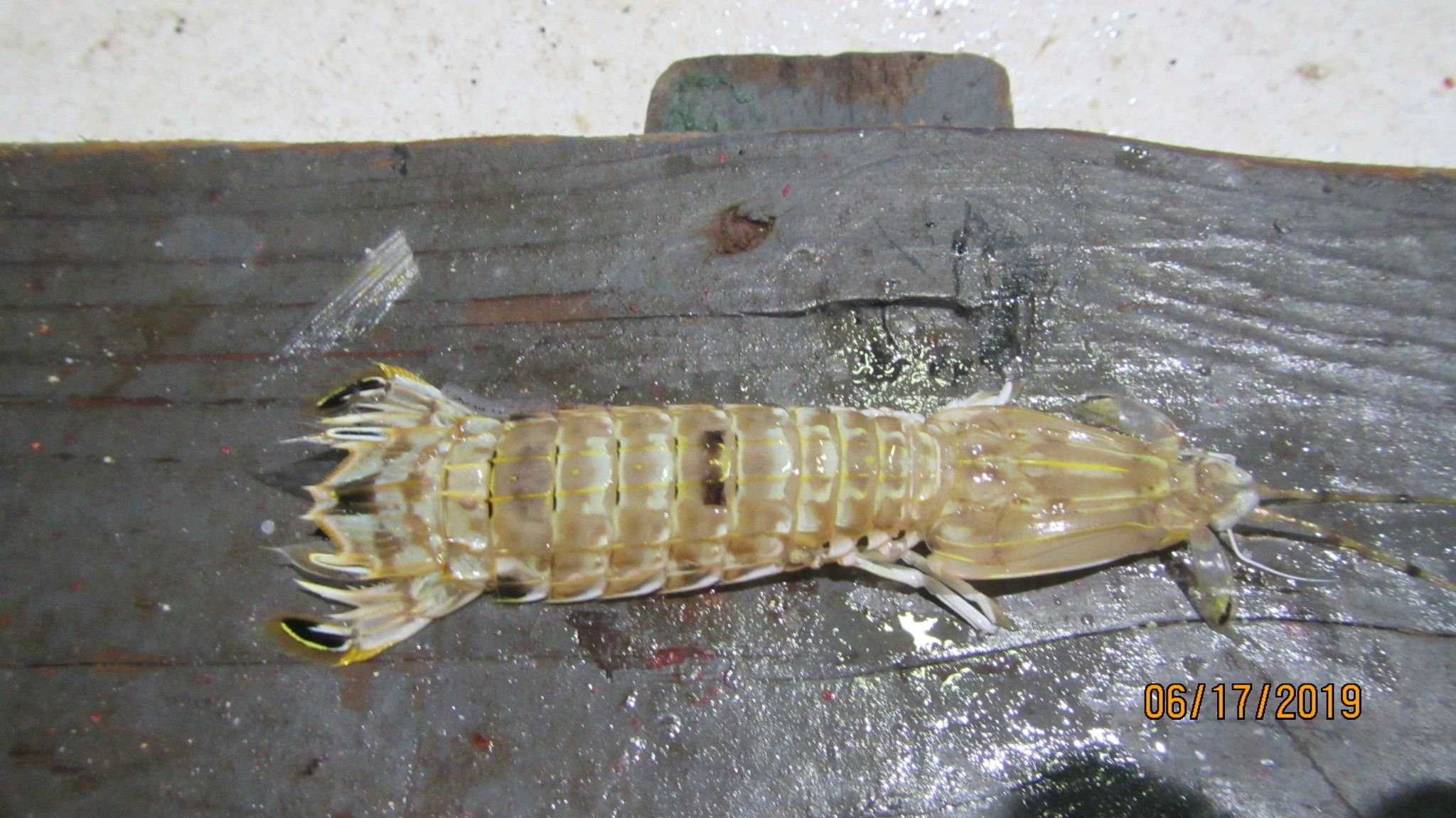 gbif image for Squilla rugosa