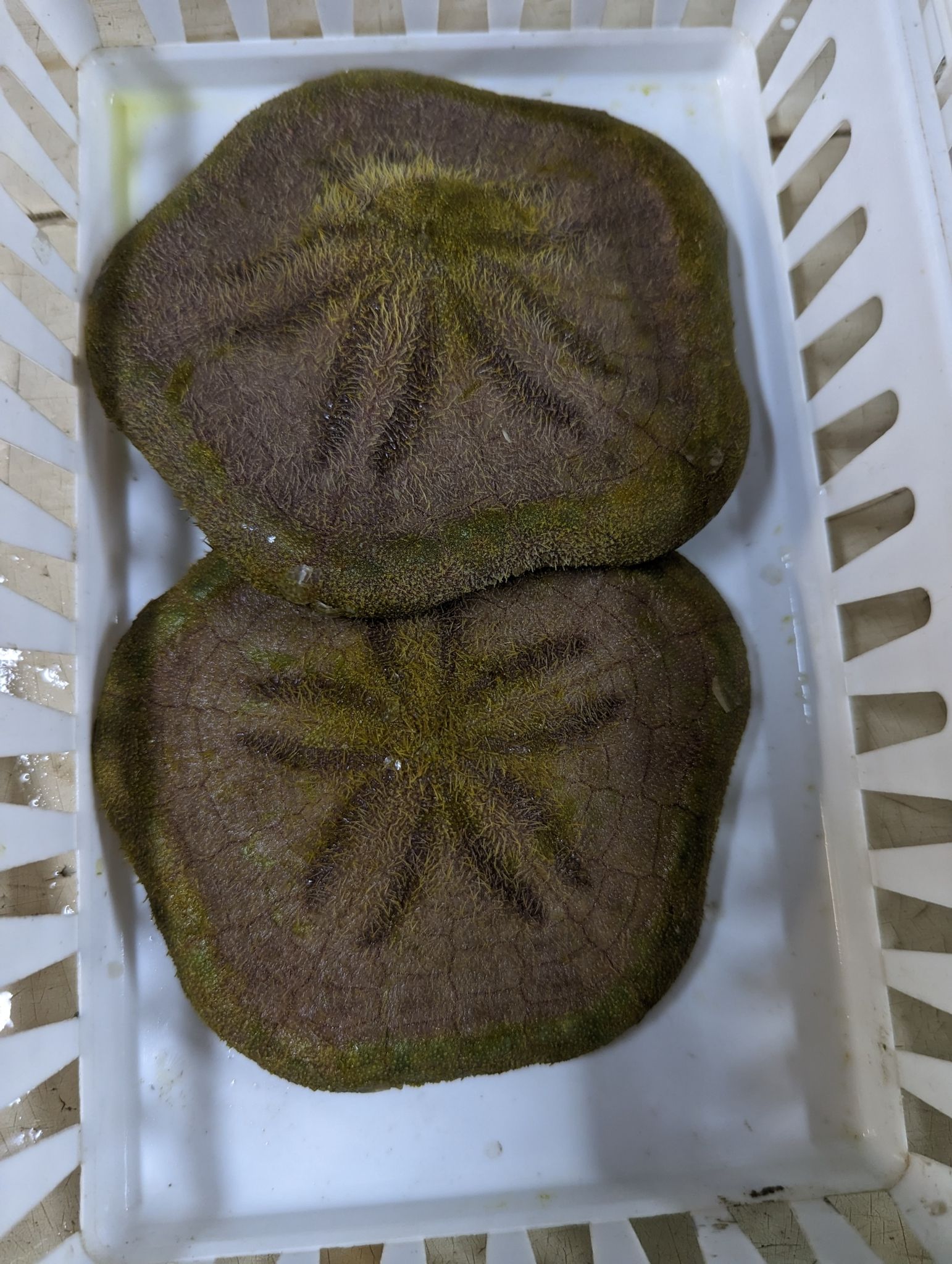 gbif image for Clypeaster ravenellii