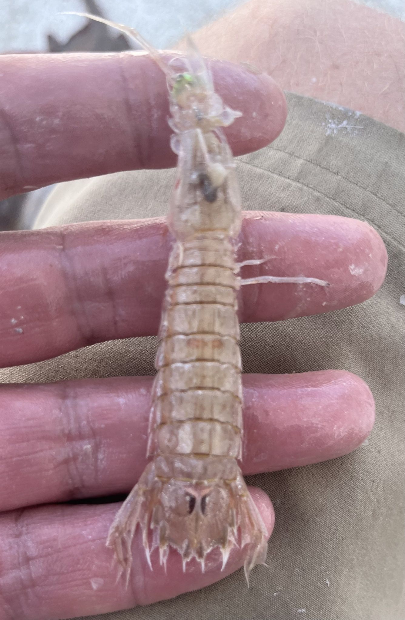 gbif image for Squilla chydaea