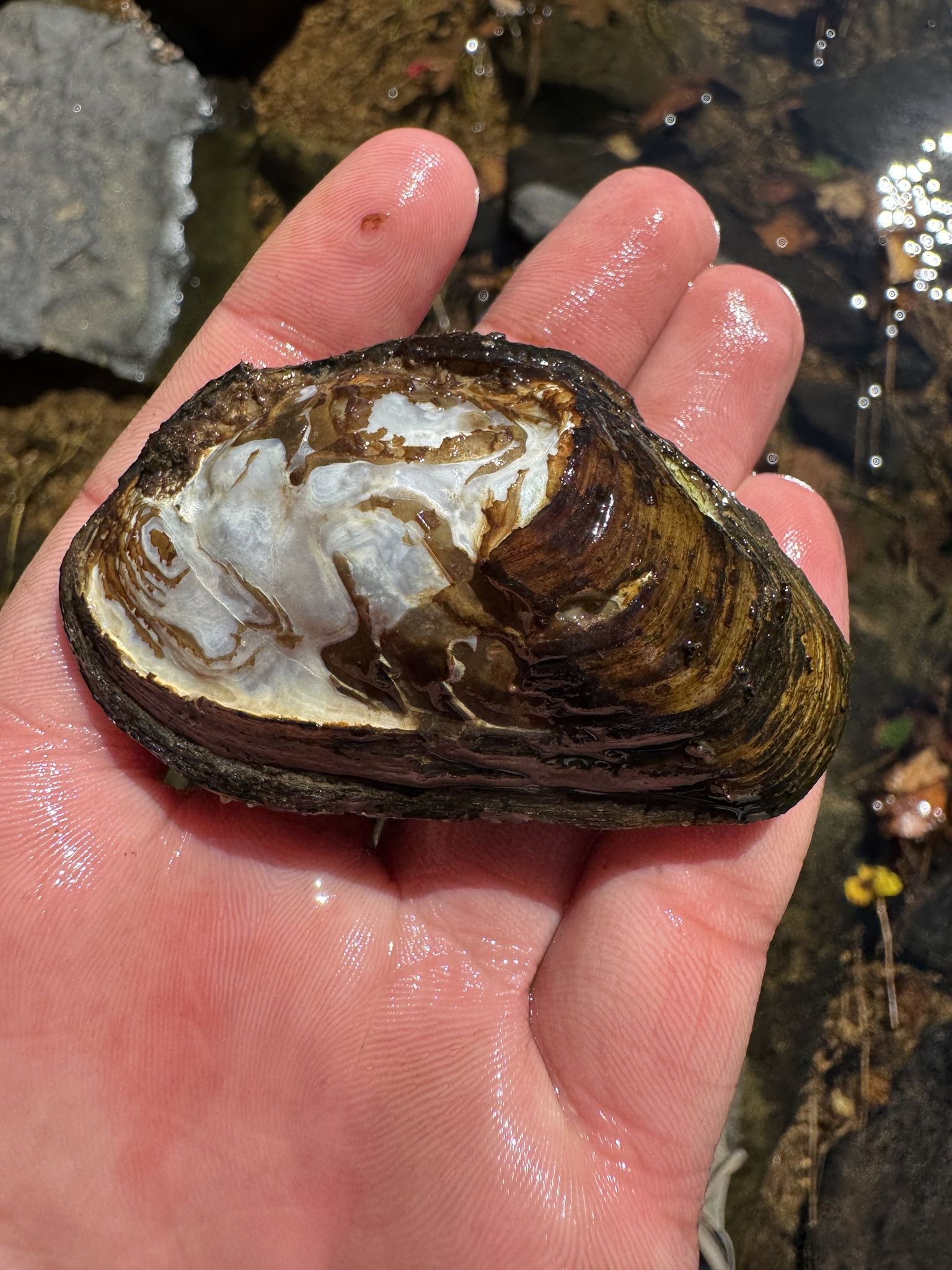 gbif image for Ptychobranchus greenii