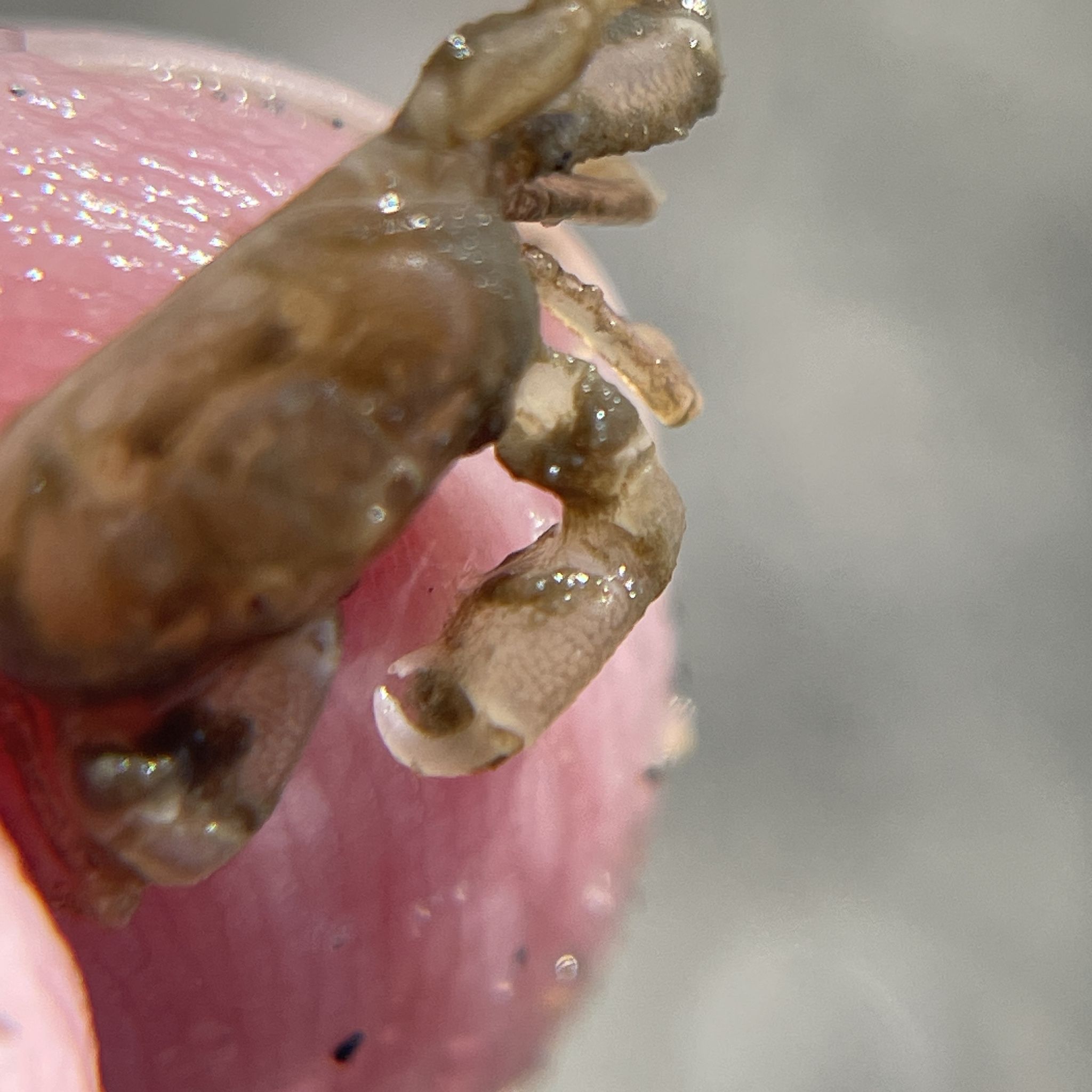 gbif image for Pinnixa chaetopterana