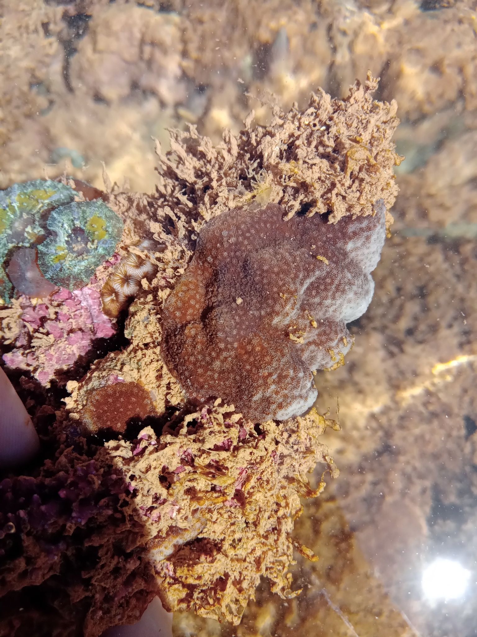 gbif image for Porites branneri