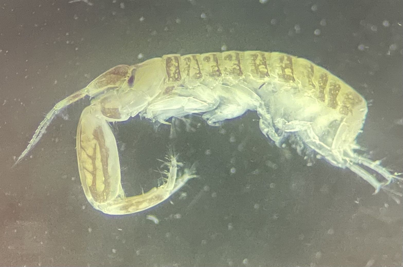 gbif image for Corophium tuberculatum