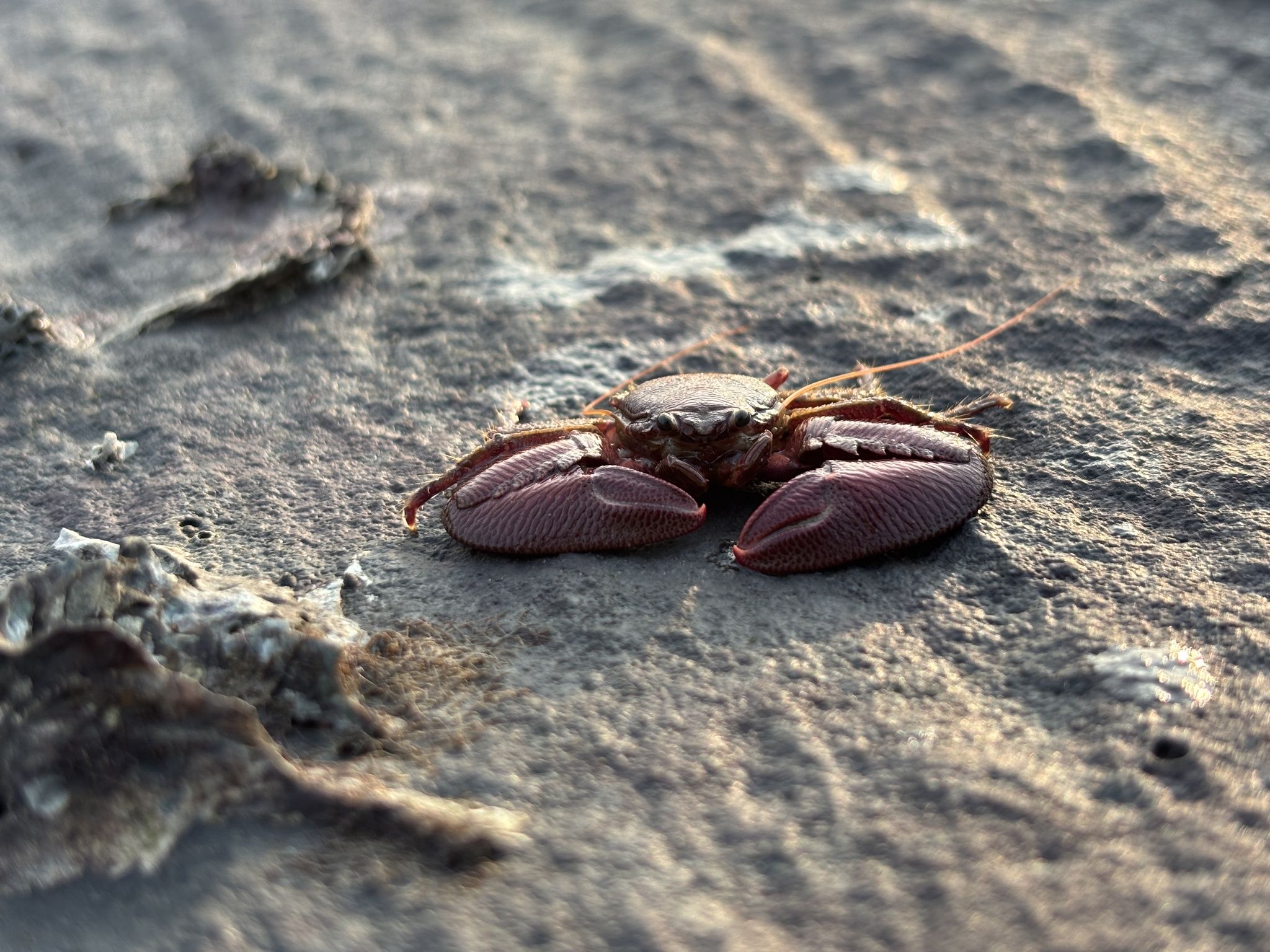 gbif image for Porcellana sigsbeiana