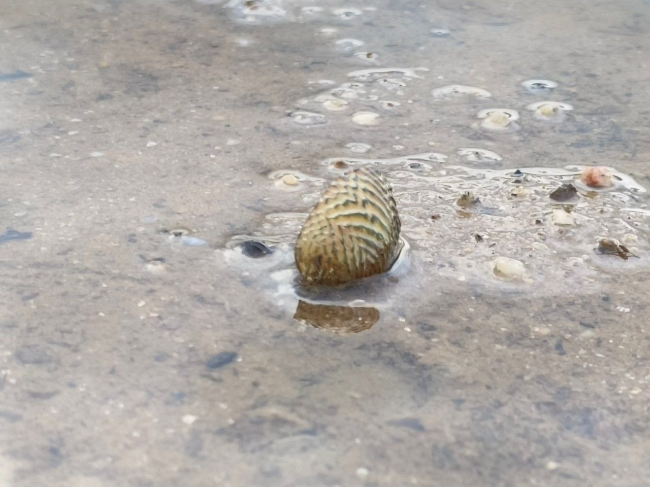 gbif image for Scabies crispata