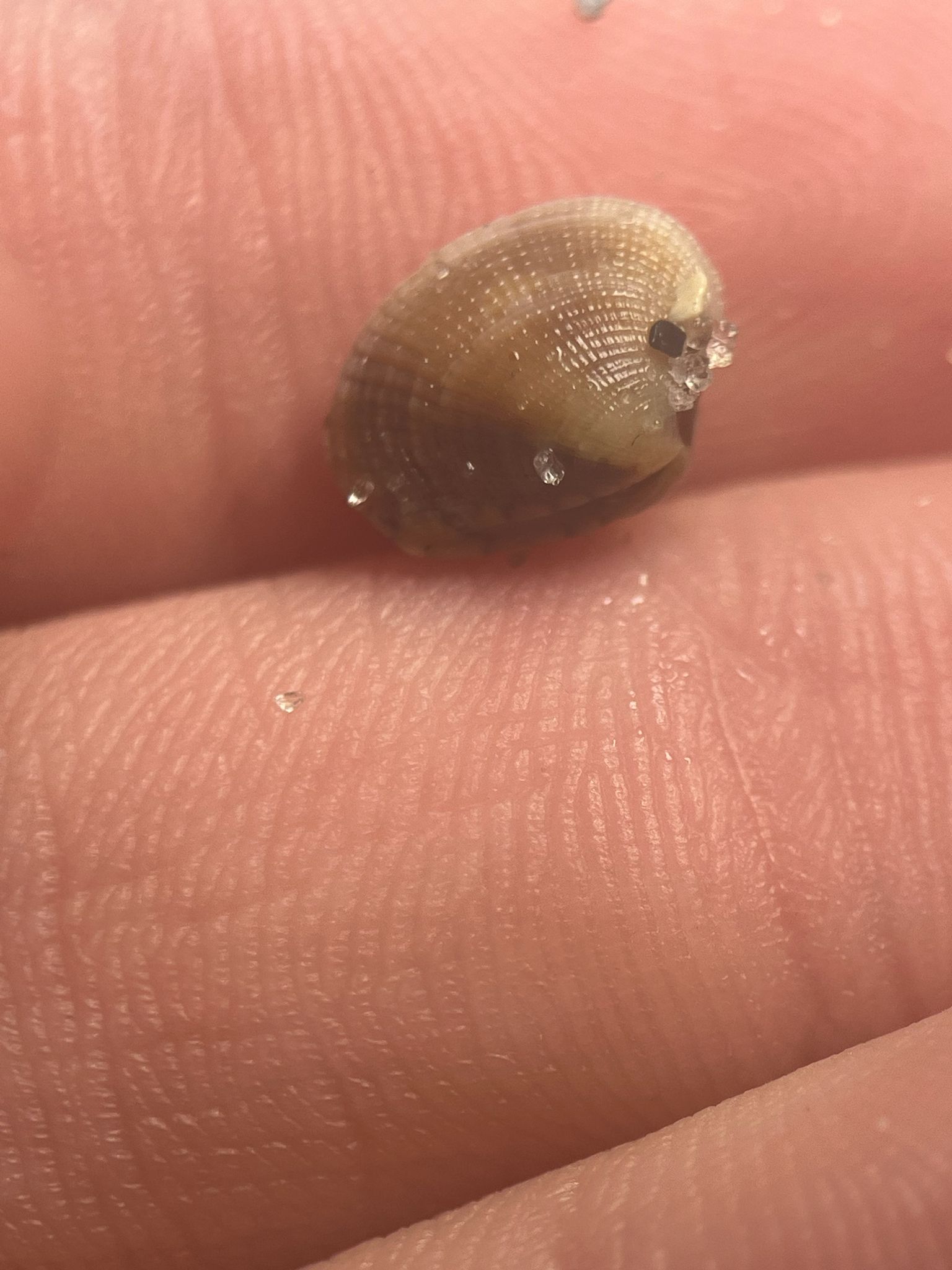 gbif image for Chione grus