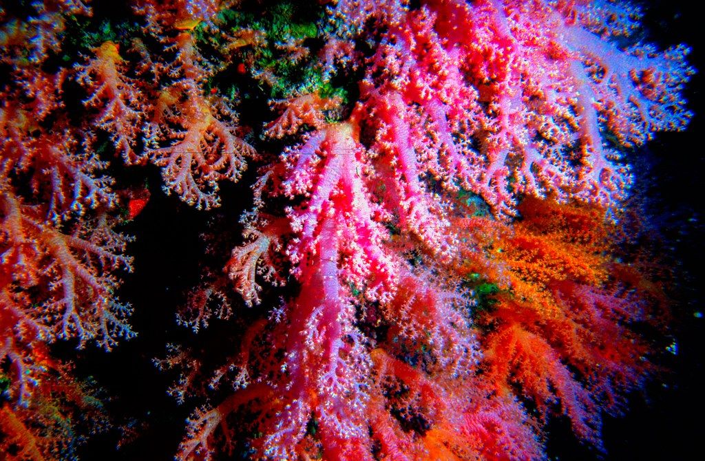 gbif image for Scleronephthya corymbosa