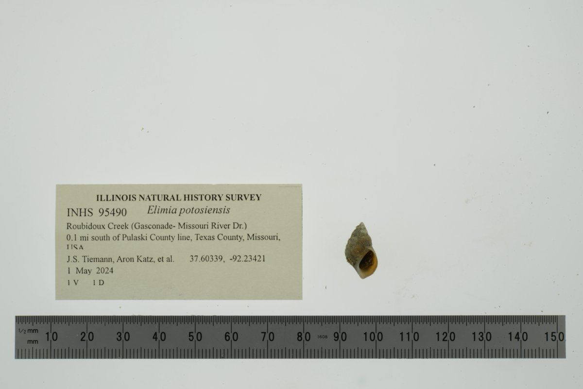 gbif image for Elimia potosiensis