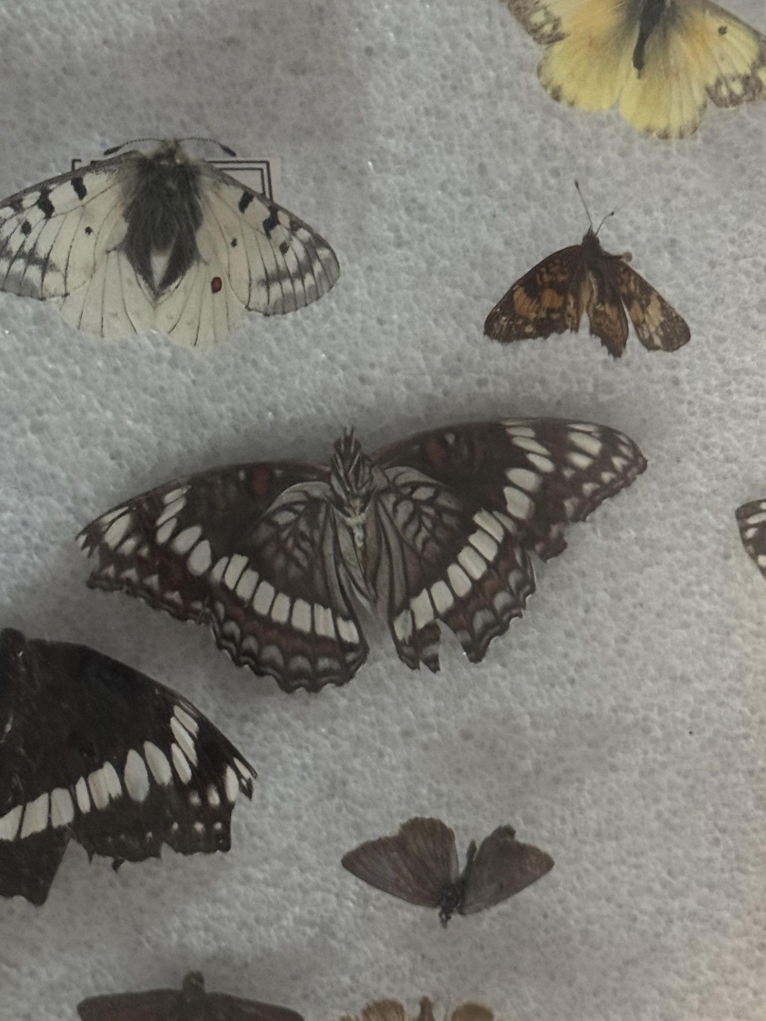 gbif image for Limenitis weidemeyerii