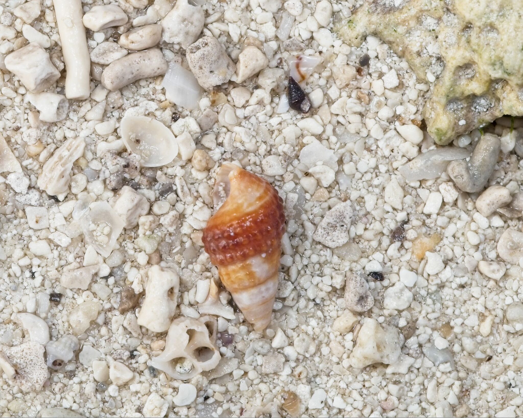 gbif image for Cerithium lutosum