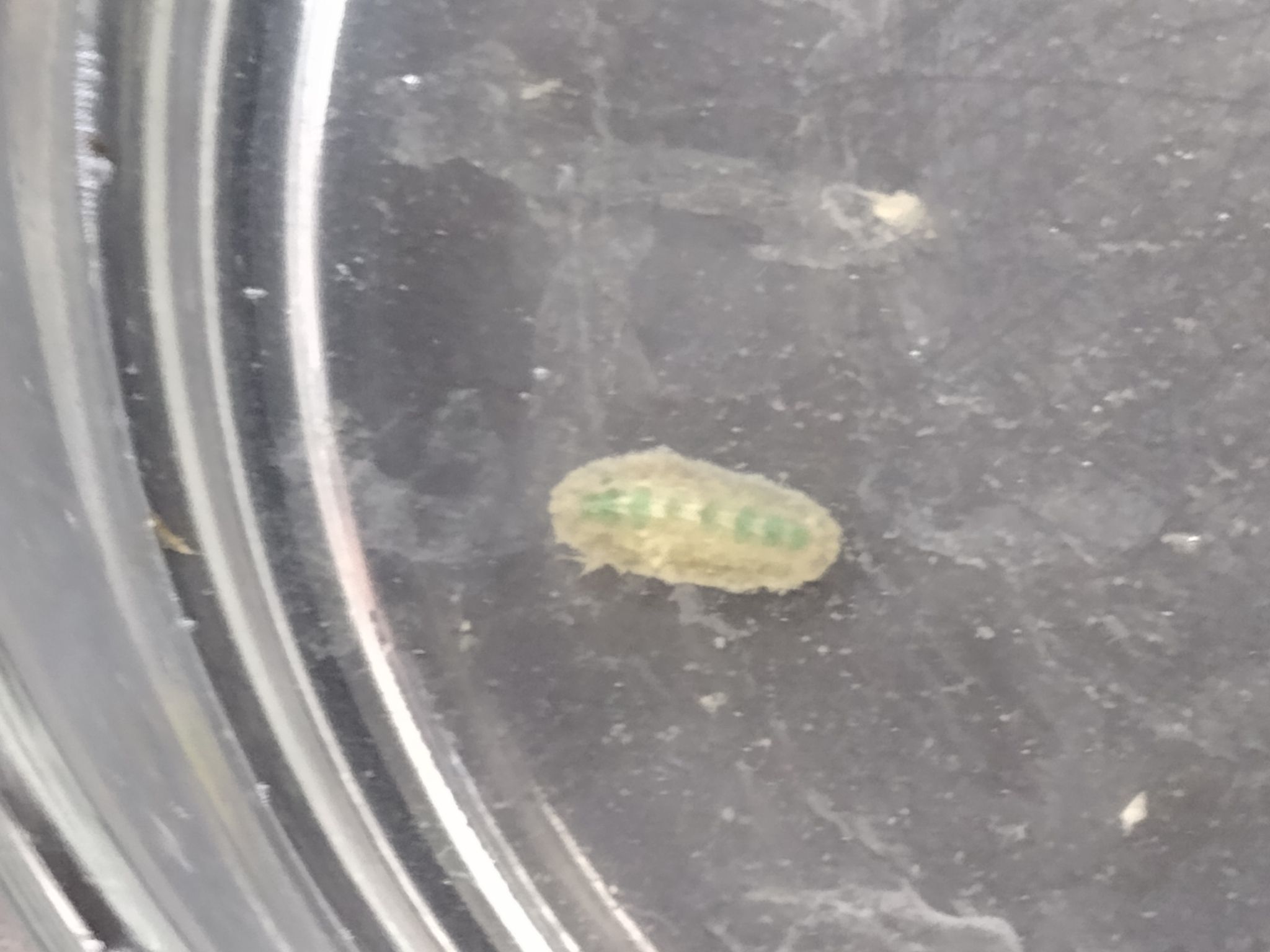 gbif image for Acanthochitona pygmaea