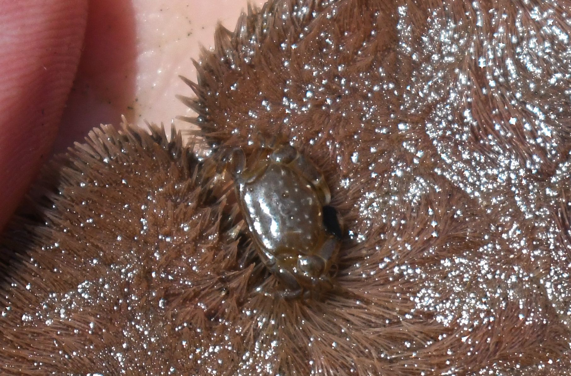 gbif image for Dissodactylus encopei