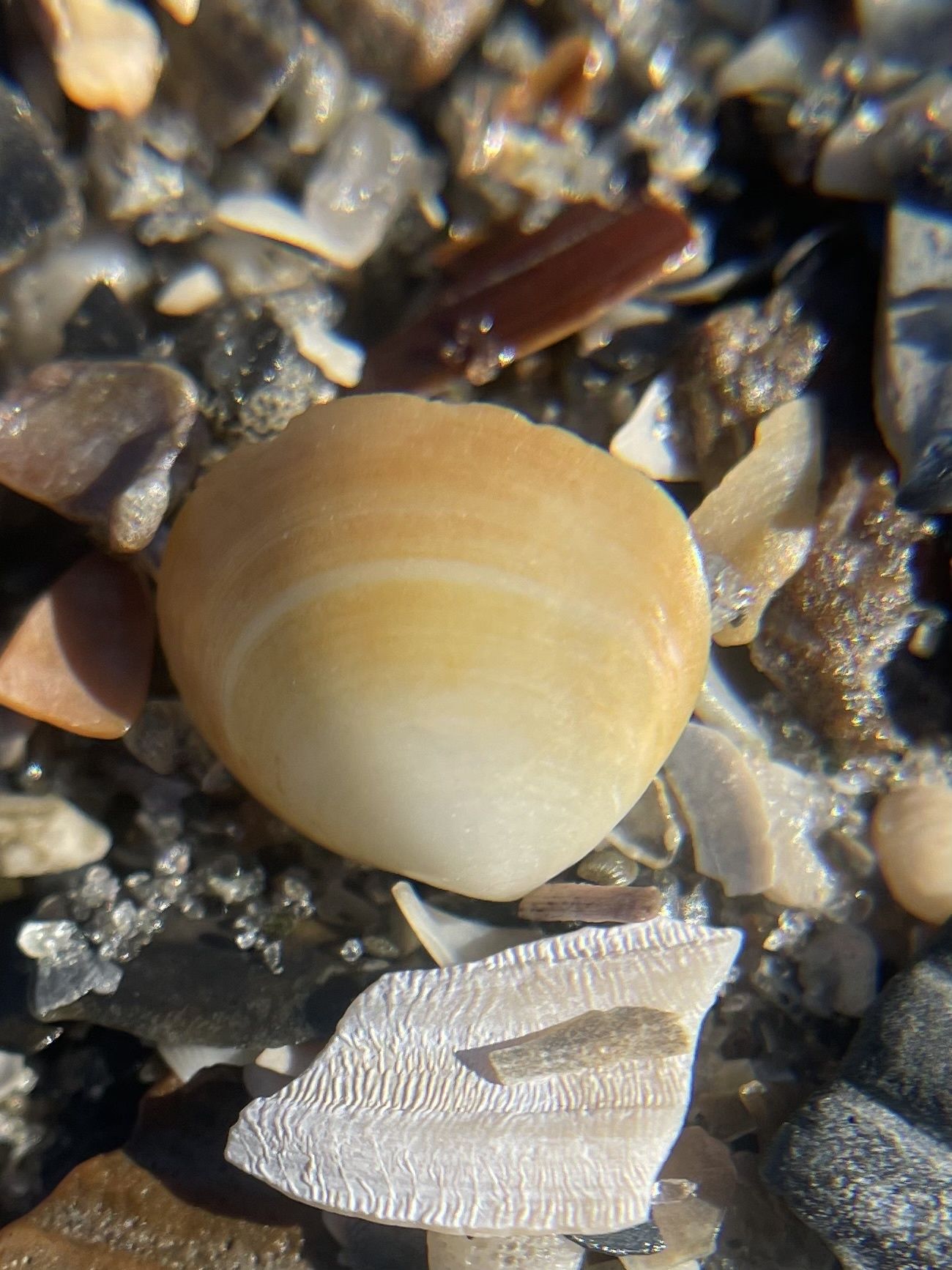 gbif image for Abra aequalis