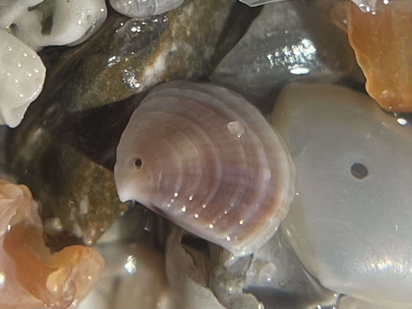 gbif image for Crassinella lunulata