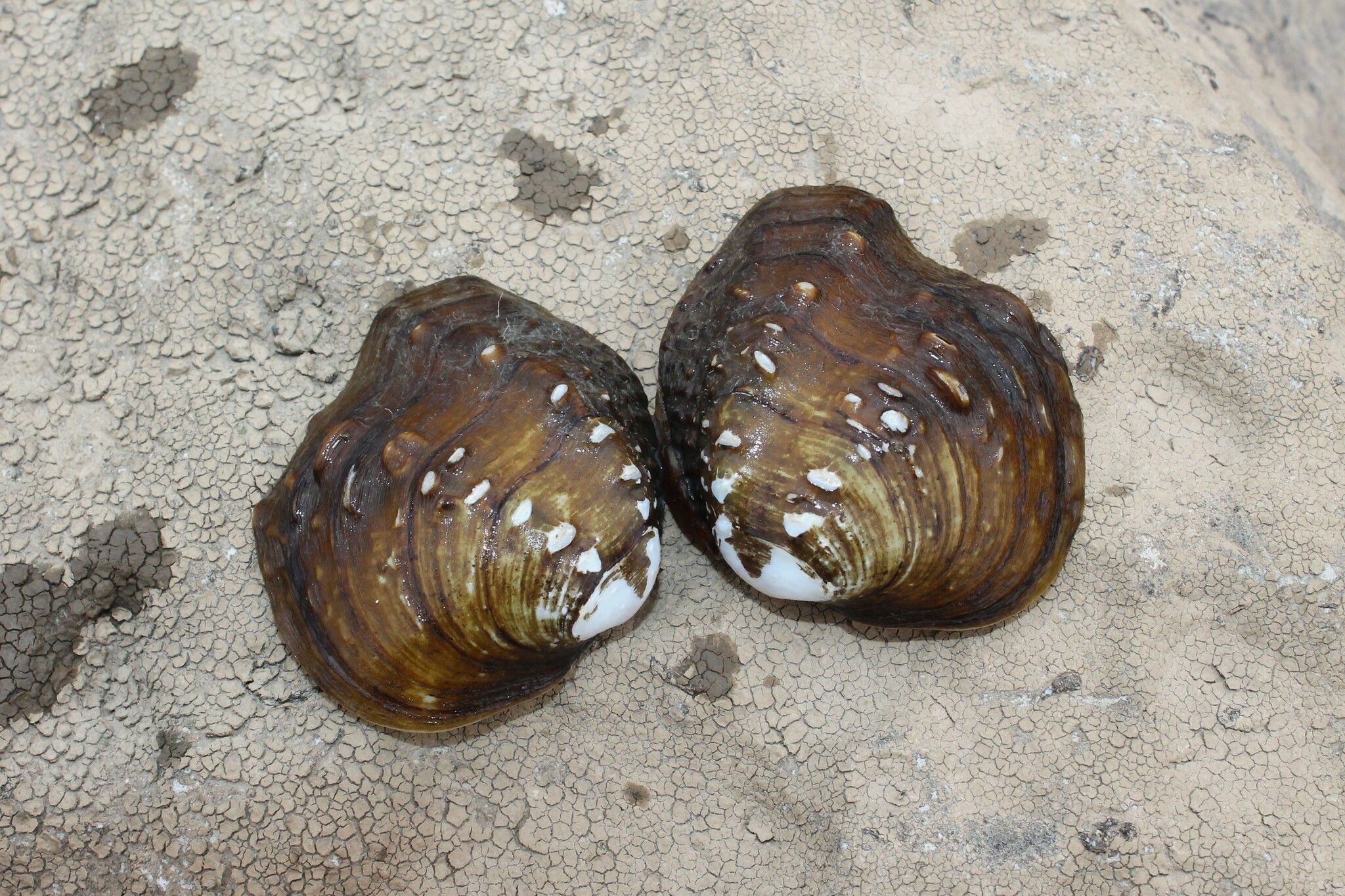 gbif image for Quadrula nobilis