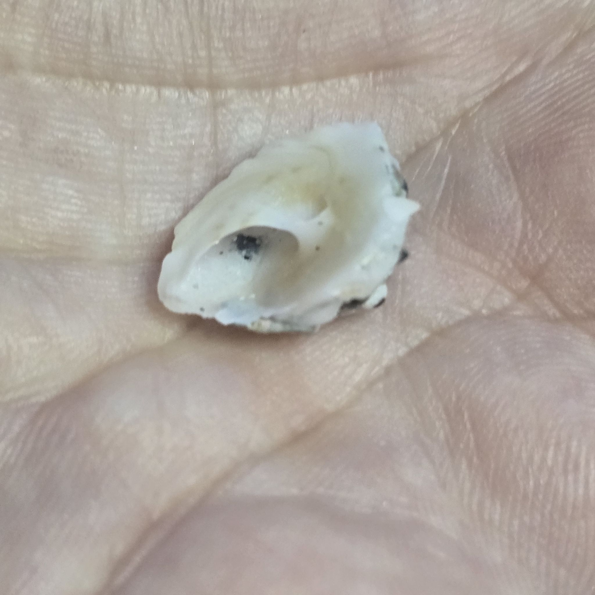 gbif image for Xenophora conchyliophora