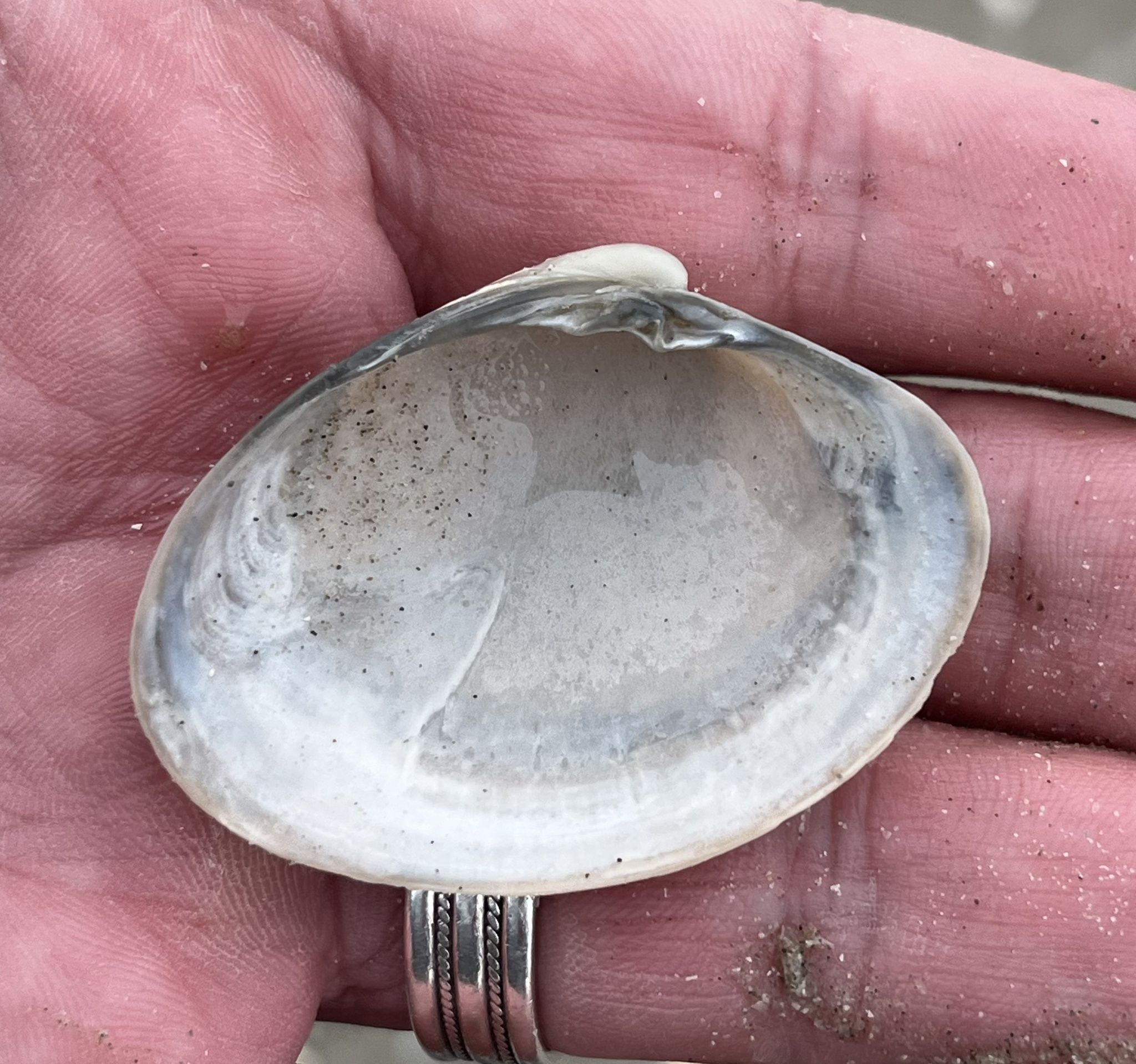 gbif image for Agriopoma texasiana