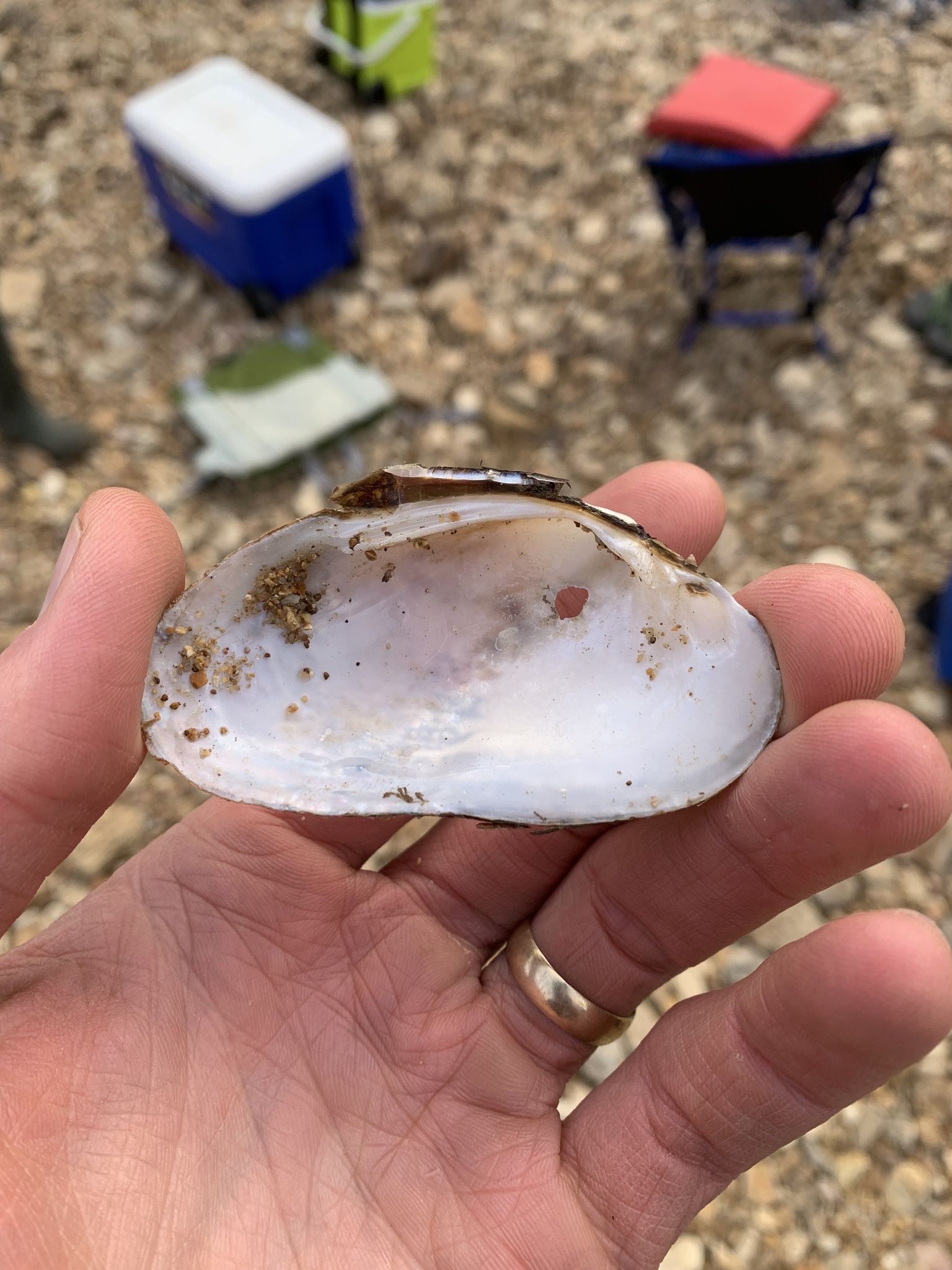 gbif image for Ptychobranchus occidentalis