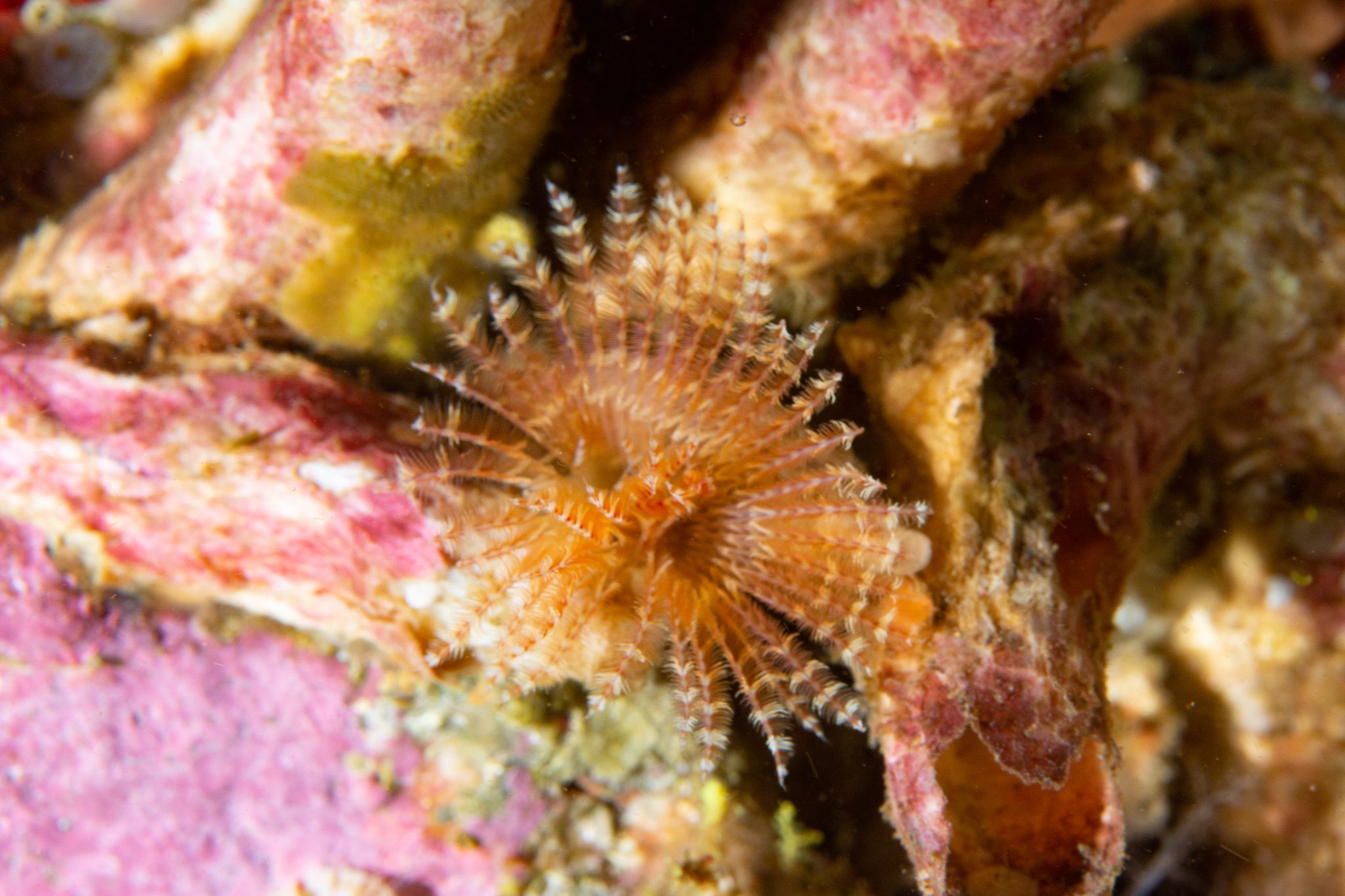 gbif image for Perkinsiana littoralis